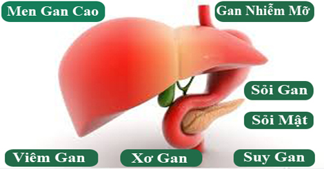 Thảo Dược Trị Bệnh Gan - Mật