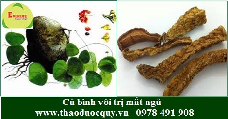 Củ Bình Vôi/ ngải tượng trị mất ngủ