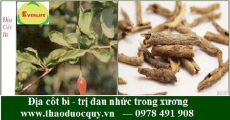 Địa cốt bì