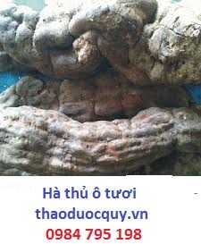 Hà thủ ô đỏ tươi/ Hà thủ ô