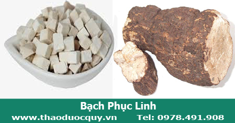 Bạch phục linh/ Bạch linh