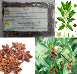 Đại Hồi - Hoa Hồi