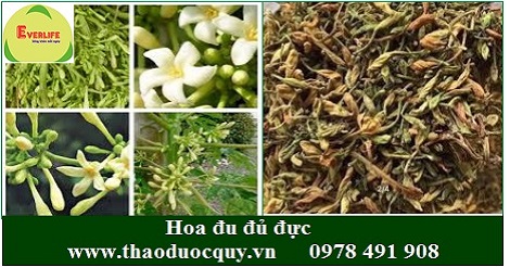 Hoa đu đủ đực