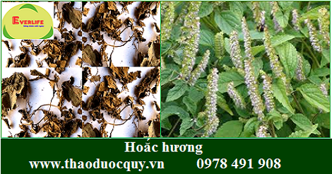 Hoắc hương