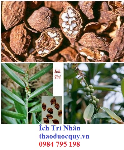 Ích Trí Nhân