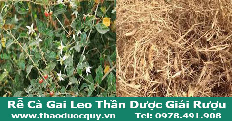 Rễ cà gai leo- giải độc gan trị bệnh gan
