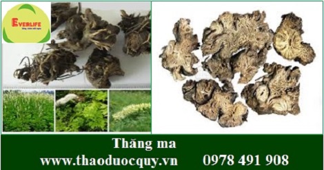 Thăng ma - trị sa trực tràng, sa tử cung