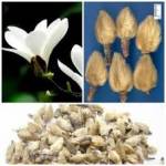 Bài thuốc trị viêm xoang, viêm mũi dị ứng