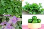 Xông hơi bằng thảo dược nâng cao sức khỏe trong mùa dịch