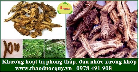 Vị thuốc Khương Hoạt