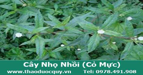 c&acirc;y-cỏ-mực