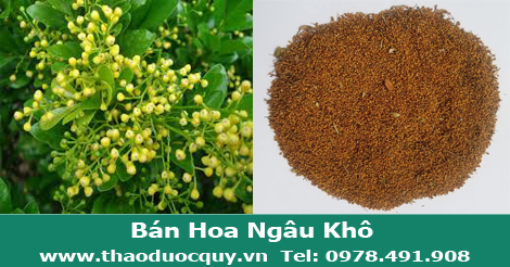 Tr&agrave; hoa ng&acirc;u