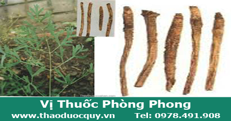 vi thuoc phong phong